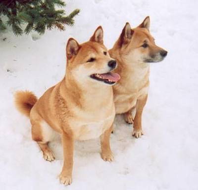 shib_crop.jpg